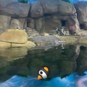 Meet your Posher, Tyler